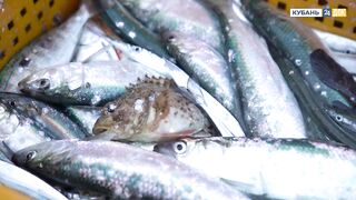 Пшада и Новомихайловский - осётр на реке и морская рыбалка