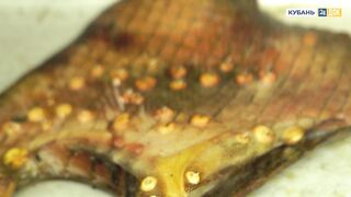 Пшада и Новомихайловский - осётр на реке и морская рыбалка