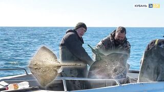 Пшада и Новомихайловский - осётр на реке и морская рыбалка
