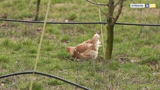 Пшада и Новомихайловский - осётр на реке и морская рыбалка