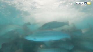 Пшада и Новомихайловский - осётр на реке и морская рыбалка