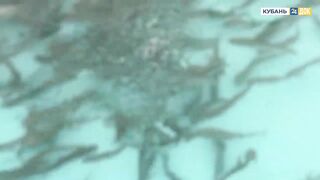 Пшада и Новомихайловский - осётр на реке и морская рыбалка