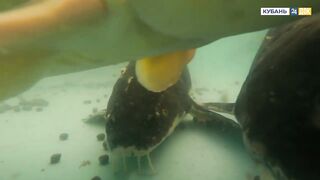 Пшада и Новомихайловский - осётр на реке и морская рыбалка