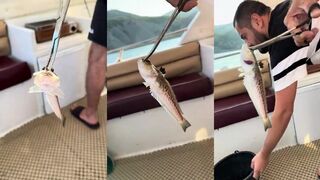 Балаклава: морской дракон с катера и рыбалка у свала