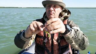 Окуневка Нептуна прогулка у берега