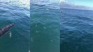 Имеретинская бухта кормим дельфинов рыбалка рядом