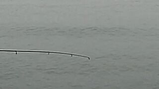 Нижняя Имеретинская бухта смариды и окунь у берега