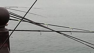 Нижняя Имеретинская бухта смариды и окунь у берега