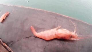 Нижняя Имеретинская бухта смариды и окунь у берега