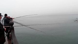 Нижняя Имеретинская бухта смариды и окунь у берега