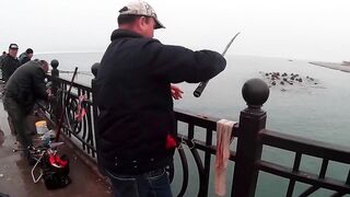 Нижняя Имеретинская бухта смариды и окунь у берега