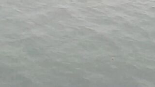 Нижняя Имеретинская бухта смариды и окунь у берега