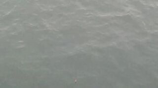 Нижняя Имеретинская бухта смариды и окунь у берега