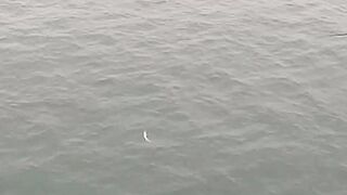 Нижняя Имеретинская бухта смариды и окунь у берега