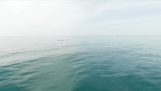 Геленджик, море. Скаты здесь действительно ловятся