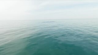 Геленджик, море. Скаты здесь действительно ловятся