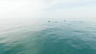 Геленджик, море. Скаты здесь действительно ловятся