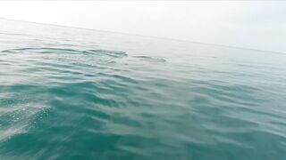 Геленджик, море. Скаты здесь действительно ловятся