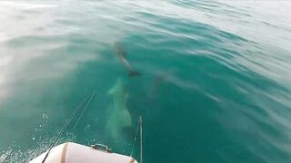 Геленджик, море. Скаты здесь действительно ловятся