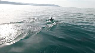 Геленджик, море. Скаты здесь действительно ловятся