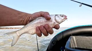 Ейск. Тарань у лимана.