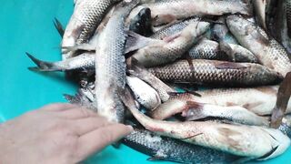 Темрюк 8.11.2023 пеленгас на морского червя это слабый клюв?