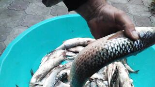 Темрюк 8.11.2023 пеленгас на морского червя это слабый клюв?