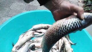 Темрюк 8.11.2023 пеленгас на морского червя это слабый клюв?