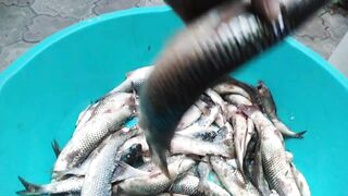 Темрюк 8.11.2023 пеленгас на морского червя это слабый клюв?