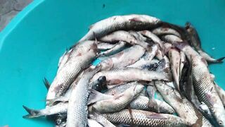 Темрюк 8.11.2023 пеленгас на морского червя это слабый клюв?