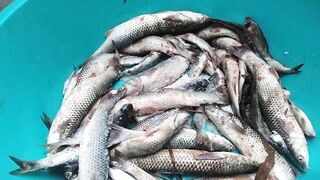 Темрюк 8.11.2023 пеленгас на морского червя это слабый клюв?