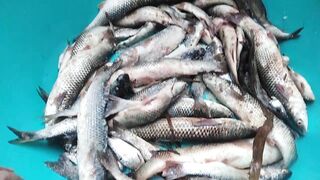 Темрюк 8.11.2023 пеленгас на морского червя это слабый клюв?