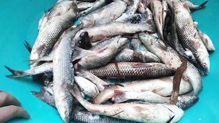 Темрюк 8.11.2023 пеленгас на морского червя это слабый клюв?