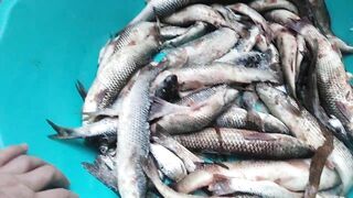 Темрюк 8.11.2023 пеленгас на морского червя это слабый клюв?