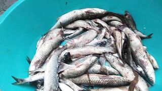 Темрюк 8.11.2023 пеленгас на морского червя это слабый клюв?