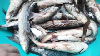 Темрюк 8.11.2023 пеленгас на морского червя это слабый клюв?