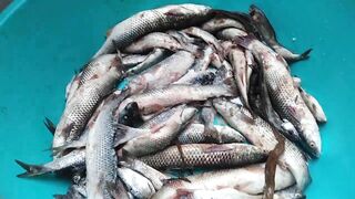 Темрюк 8.11.2023 пеленгас на морского червя это слабый клюв?