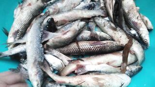 Темрюк 8.11.2023 пеленгас на морского червя это слабый клюв?