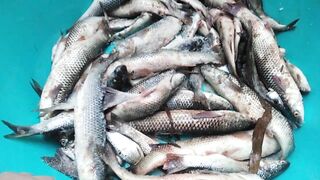 Темрюк 8.11.2023 пеленгас на морского червя это слабый клюв?