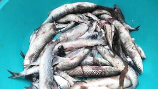 Темрюк 8.11.2023 пеленгас на морского червя это слабый клюв?