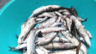 Темрюк 8.11.2023 пеленгас на морского червя это слабый клюв?