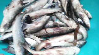 Темрюк 8.11.2023 пеленгас на морского червя это слабый клюв?