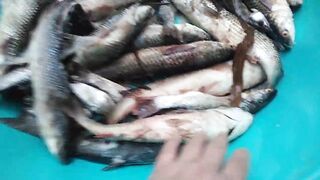 Темрюк 8.11.2023 пеленгас на морского червя это слабый клюв?