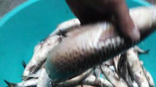 Темрюк 8.11.2023 пеленгас на морского червя это слабый клюв?