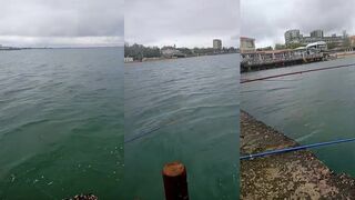 Феодосия 29 апреля кефаль подошла к берегу