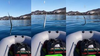 Феодосия, Орджоникидзе - сарган у берега 29.10.2023