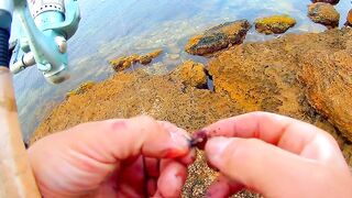 Черноморский район ловля саргана на бомбарду у берега