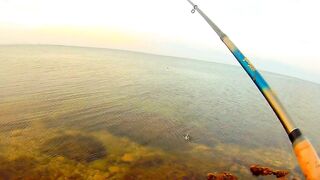 Черноморский район ловля саргана на бомбарду у берега