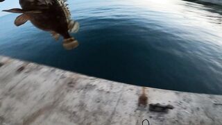 Форос жена поймала скорпену монстра это правда?