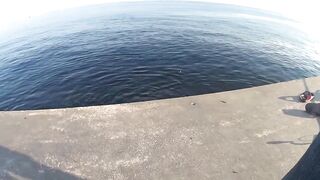 Форос пирс незнакомая рыба что за вид?